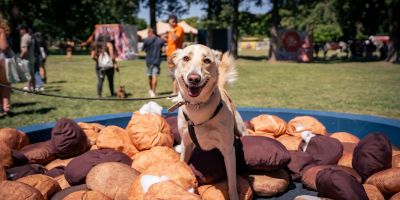 El libro ‘Adopta, no compres’ intenta desmontar el negocio de la compasión