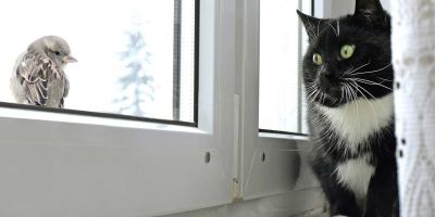Gatos, transmisores de la gripe aviar Gatos, transmisores de la gripe aviar