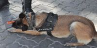 Torrejón adjudica por 18.200 euros la formación de su Unidad Canina