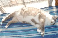 Gatos obesos, ¿implante milagroso?