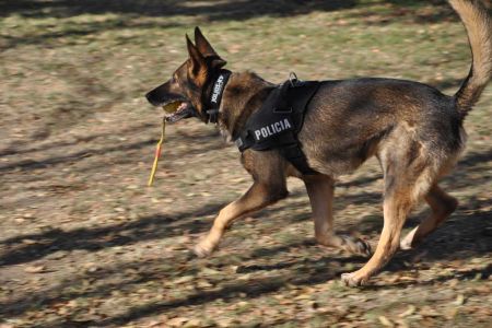 La Policía paga 390 euros al mes por perro a una residencia por insalubridad de sus perreras