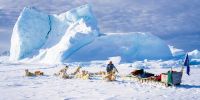 El perro groenlandés, en riesgo por el retroceso de los glaciares