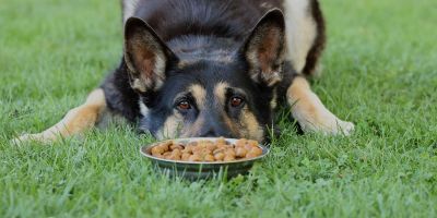 Royal Canin modifica su política de igualdad para poder vender pienso a la Policía Nacional