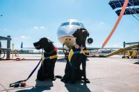 Ita: primera aerolínea civil del mundo que permite perros de 30 kg en cabina