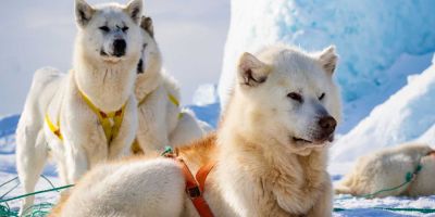 El perro groenlandés, en riesgo por el retroceso de los glaciares El perro groenlandés, en riesgo por el retroceso de los glaciares