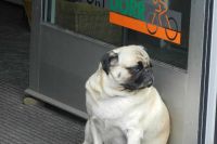 Perder peso no cambia la conducta de los perros obesos