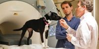 Gregory Berns, el doctor que realizó la primera resonancia magnética del cerebro de un perro