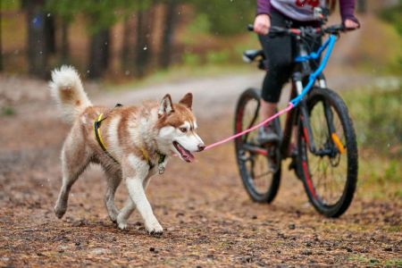K9 mayores; ¿puedo llevar a mi perro a vigilar? pasear mascota con bici;