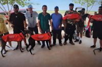Los galgos vuelan en horario de mañana