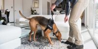 La empresa de vivienda de Madrid busca perros que detecten chinches de cama