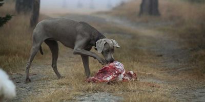 La comida cruda hace resistentes a los antibióticos a perros y humanos