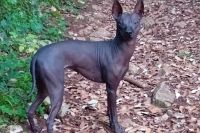 Xoloitzcuintle, perro sin pelo ancestral de América