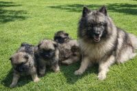 Keeshond, un peludo para cualquier tarea 