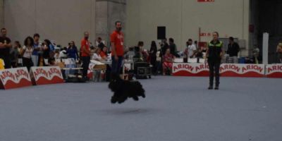 Críticas a la Real Canina por incitar a la “cría ilegal” Críticas a la Real Canina por incitar a la “cría ilegal”