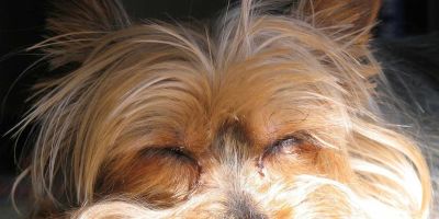 Legañas por la mañana ¿Registrar mi perro en una sociedad canina?; ¿collares educativos prohibidos?; Legañas por la mañana ¿Registrar mi perro en una sociedad canina?; ¿collares educativos prohibidos?;