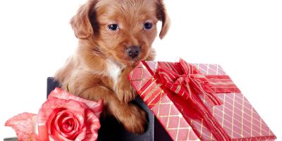 Un mal regalo navideño Un mal regalo navideño