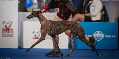 Handler, paseando con amor por el ring Handler, paseando con amor por el ring