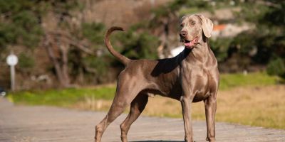 Braco de Weimar o weimaraner, el fantasma gris