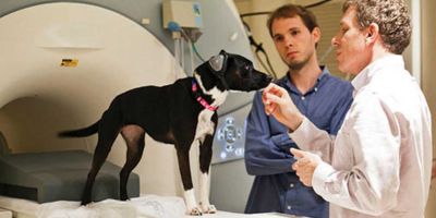 Gregory Berns, el doctor que realizó la primera resonancia magnética del cerebro de un perro Gregory Berns, el doctor que realizó la primera resonancia magnética del cerebro de un perro