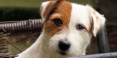 Jack russell terrier: pequeño y valiente