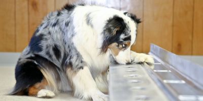 Perros detectores de cáncer: lejos de los sistemas de salud