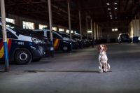 La Policía invierte 133.100 euros en vacunas para sus perros y caballos