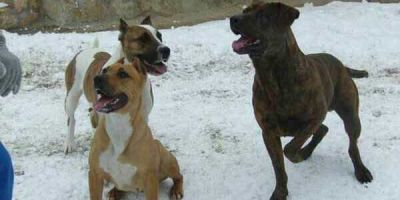 La realidad sobre los dogos de burdeos “asesinos” La realidad sobre los dogos de burdeos “asesinos”