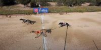 La mejora de las pistas beneficia al galgo