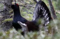 Dos perros rastrearán los urogallos en Asturias  