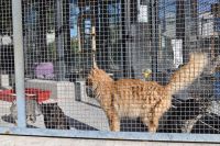 Carne de gato, ¿comestible?