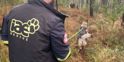Tres de cada cinco perros de búsqueda sufren degeneración de columna