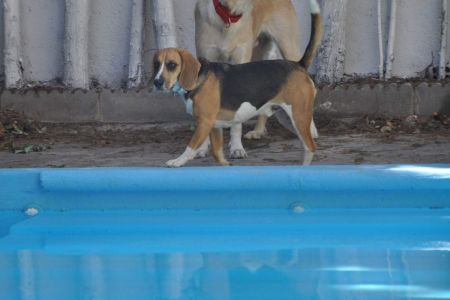Una empresa modifica el ADN de dos beagles y no provocan alergia