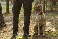 Pasión canina al extremo: de Alcobendas a Algete