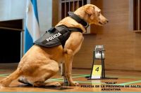 Odorología forense, la pesadilla de los criminales