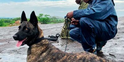 K9 Ranger, lucha contra los furtivos