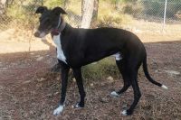 La jubilación de Faruk, el galgo campeón de campeones