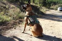 Los perros de la unidad canina contra el veneno de Murcia se van al paro