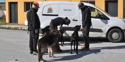 Perros de rescate en Motril: "hay que saber dónde está el límite"