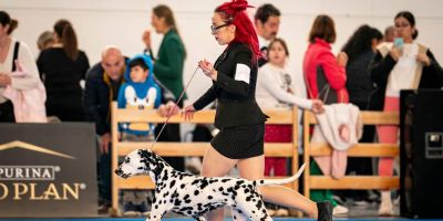 Handler, paseando con amor por el ring