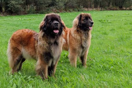 El leonberger no es tan fiero como lo pintan