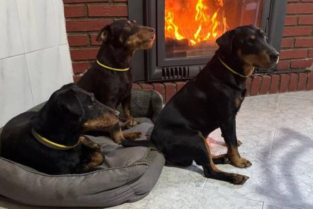 Deutscher jagd terrier, creado solo para la caza
