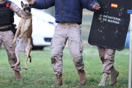 Los perros militares, imbatibles en la detección de drogas