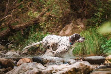 Los perros de caza salvan los registros de pedigrís