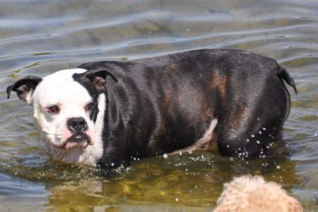 El gran problema de salud canina ya es pandemia: el 60% están gordos