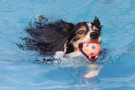 Otitis: peligro inminente para tu compañero de cuatro patas en verano