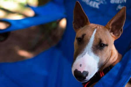 ¿Por qué el bull terrier miniatura se ha convertido en la raza preferida?