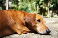 Nueva opción para buscar tu mascota perdida