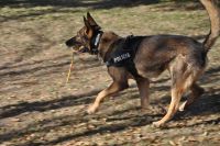 La Policía paga 390 euros al mes por perro a una residencia por insalubridad de sus perreras