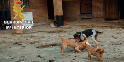 Maltrato animal: más denuncias, más detenidos y ¿más penas?