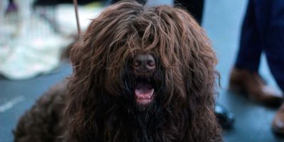 El dogo argentino y el barbet, por fin reconocidos por el American Kennel Club